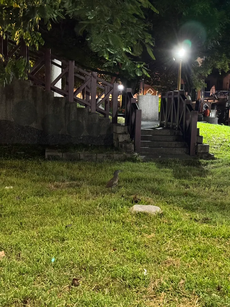 一樣在公園進食的鳥(笑