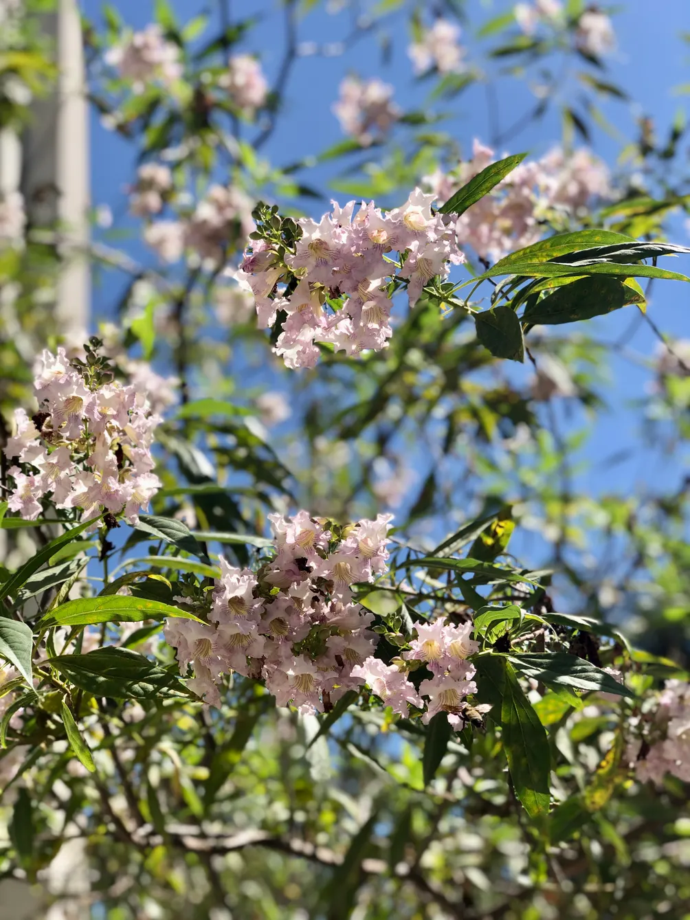 Mimi Lin｜半世留聲
