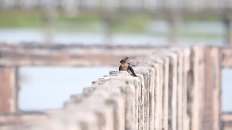 洋斑燕 Pacific swallow