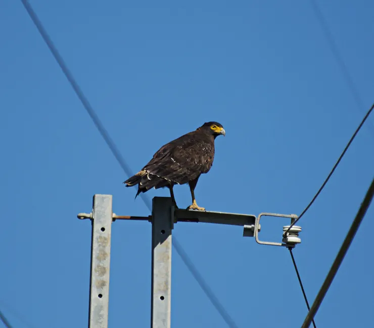 英挺而立的大冠鷲。