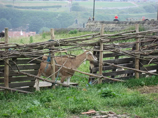 大壯。羊(陽)壯可決藩,也可自傷。