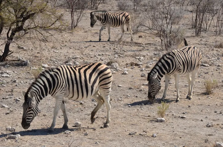 紋路鮮明的斑馬
