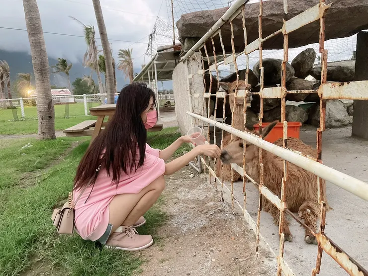                                                                       餵羊駝                               I攝影:Sunnyah