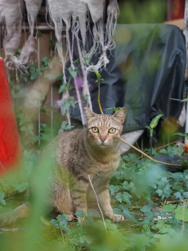 小咪鬍鬚旁的橘粉色條紋很鮮豔
