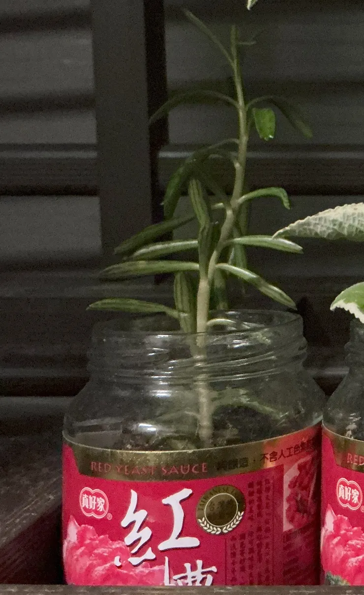 經歷過一夜風雨的歪腰（2024/11/02攝）