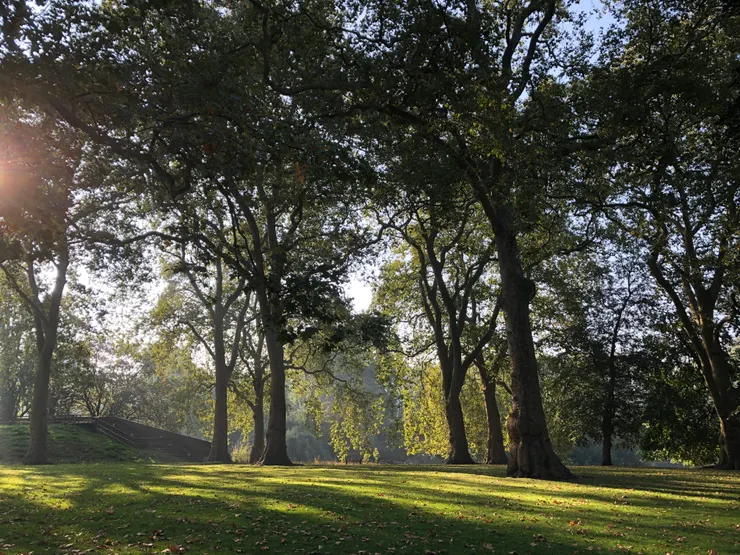St. James's Park處處可見上百年的老樹