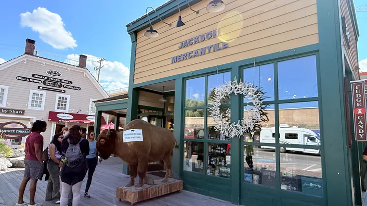 這是美洲野牛的標本嗎？