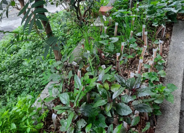 媽媽的竹筷子結界智慧登場