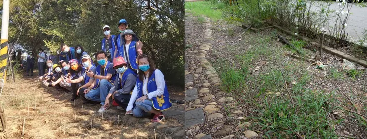 南寮台灣百合的復育並未成功