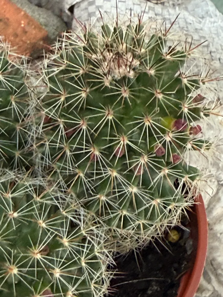 2026/04/05 要開花的仙人掌