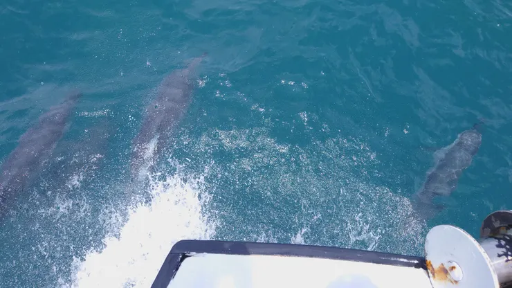 附上些海豚的剪影