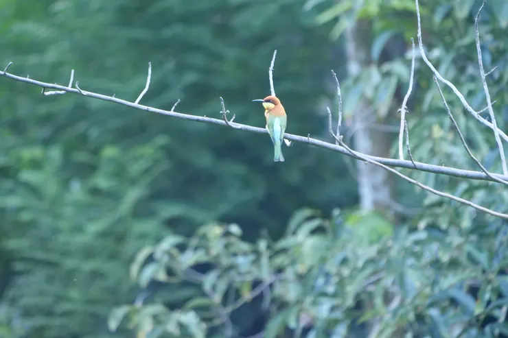 Chestnut-headed Bee-eater