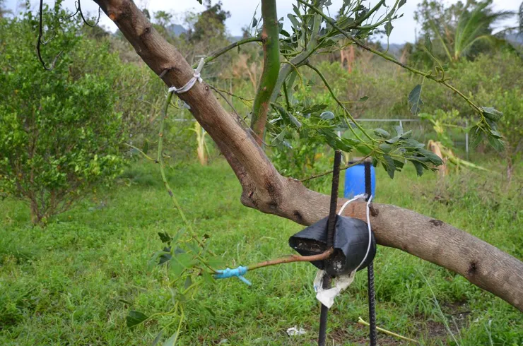 靠接的酪梨全沒了
