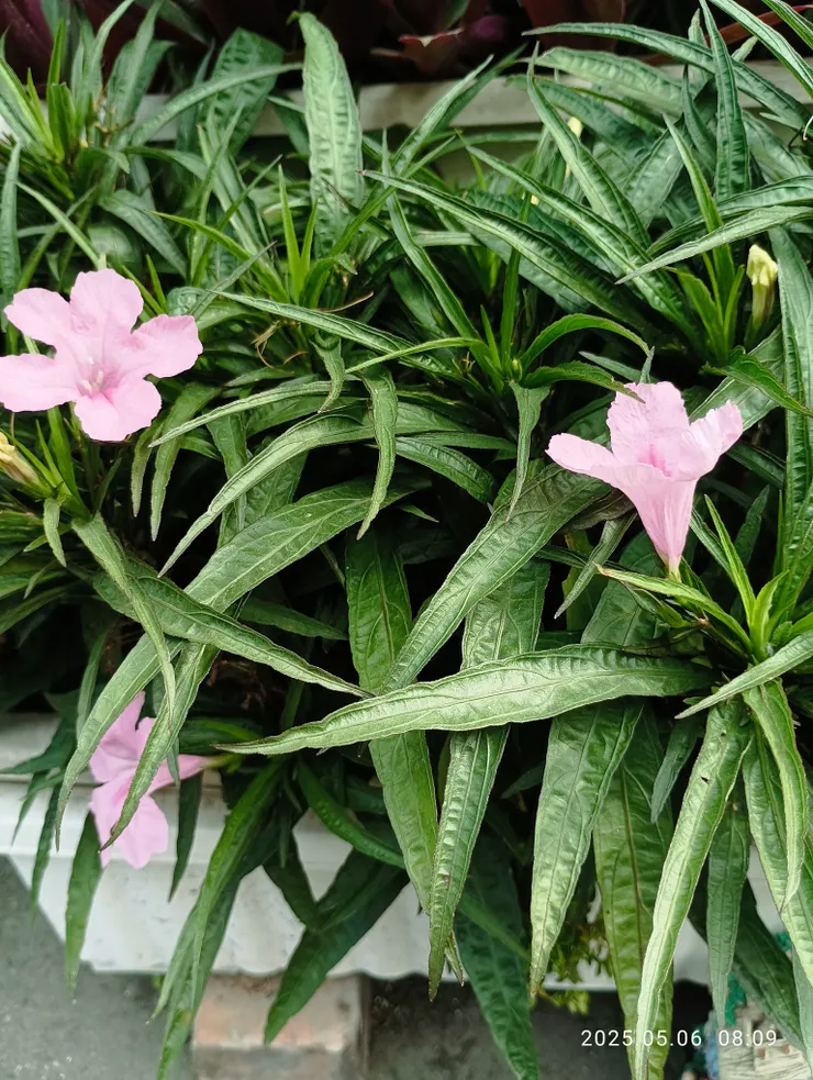 紫花蘆莉，自拍攝