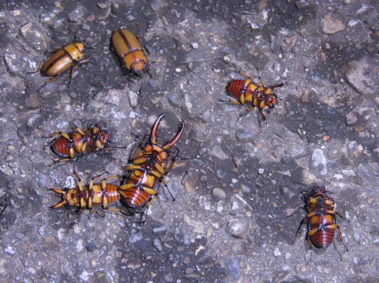 © luc-125 的觀察紀錄