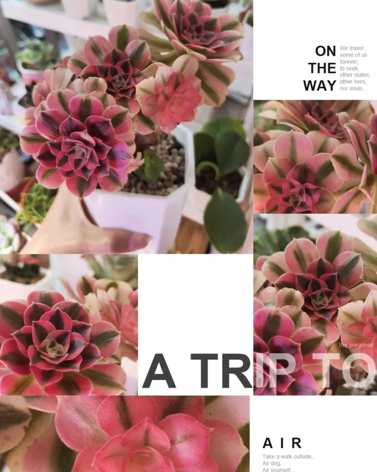 法師甦醒不久 , 就已經有漂亮的感覺