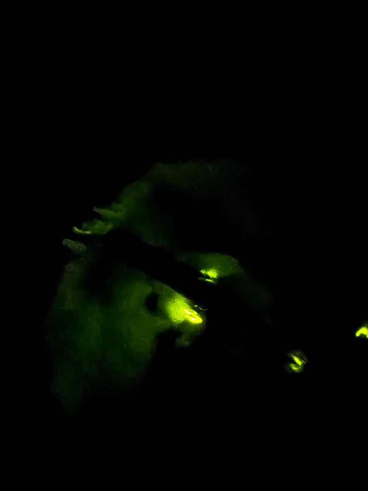 2026/04/25 戶外螢火蟲