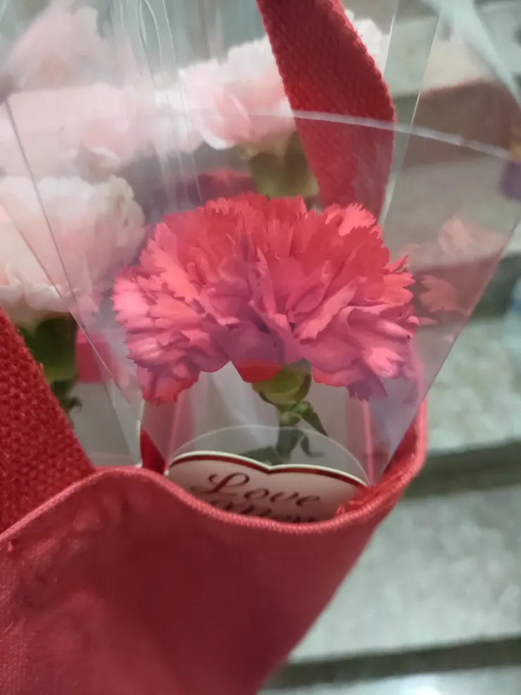 正紅色的康乃馨真花本人