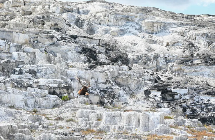 Mammoth Hot Spring／猛瑪溫泉