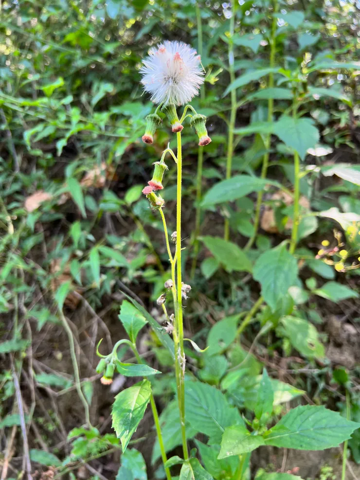 野茼蒿、昭和草；攝於台南南化鈺鼎步道，台灣全境平野、山區或海濱都可見http://kplant.biodiv.tw/野茼蒿/野茼蒿.htm