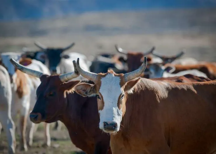 澳洲正式解禁美牛進口，釋出善意助攻美澳關稅談判。