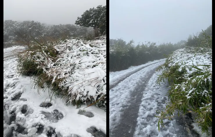 植物被積雪壓得低垂。高高的芒草和竹子變得十分低矮。（攝影：抱城，2024/1/23。）