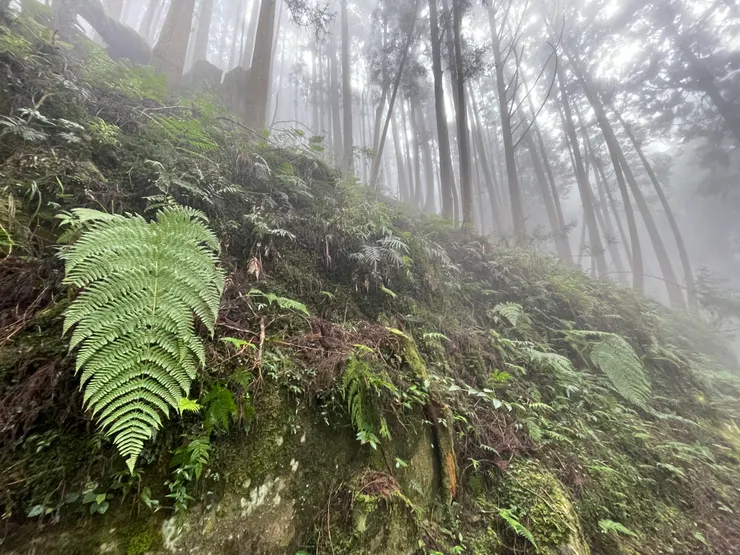 天養的最美-各式蕨類與苔蘚