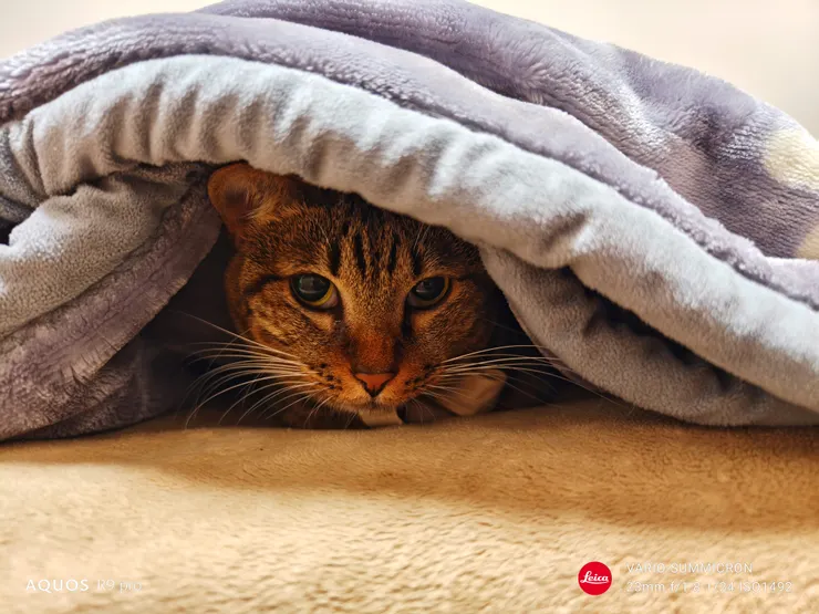 躲在黑暗棉被裡照樣對得到眼睛(SHARP AQUOS R9 pro,23mm)