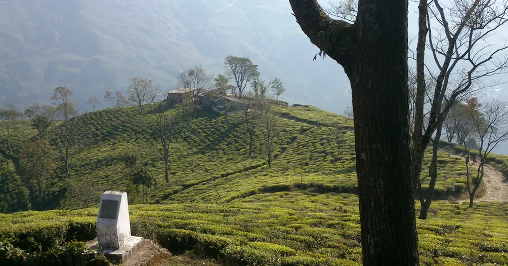 紅茶大叔莫里森的沙龍