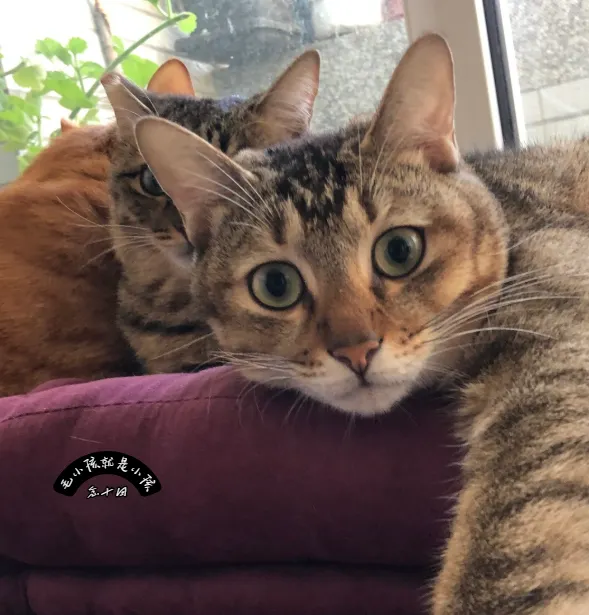 如果你的貓咪長期處於 垂直自信指數 (VCI) 低落的狀態（例如只敢躲在床底或地面），你的每一次靠近，對牠來說都是一次潛在的威脅。 