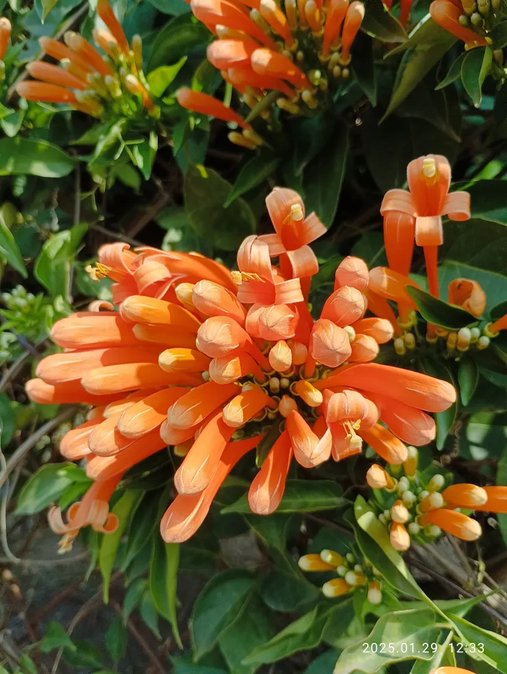 炮仗花開即是慶迎新年到