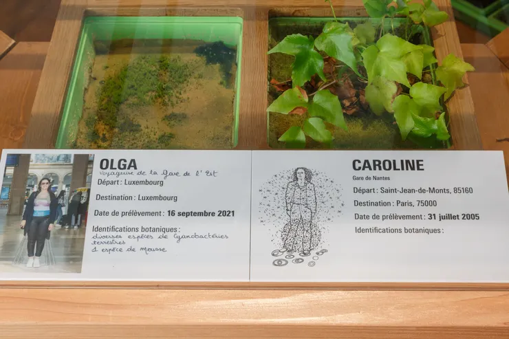 霍雷在各個車站大廳中收集志願者鞋底的灰塵，其中含的微生物隨後被移植到培養皿上。圖右的微生物是在南特車站收集，圖左則是在巴黎東站，其植物的生長情況重現多樣微景觀。