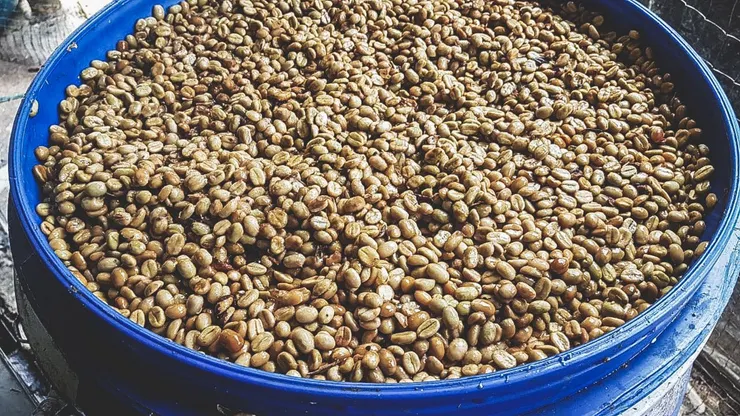 咖啡果實與乳酸菌種一起作用發酵