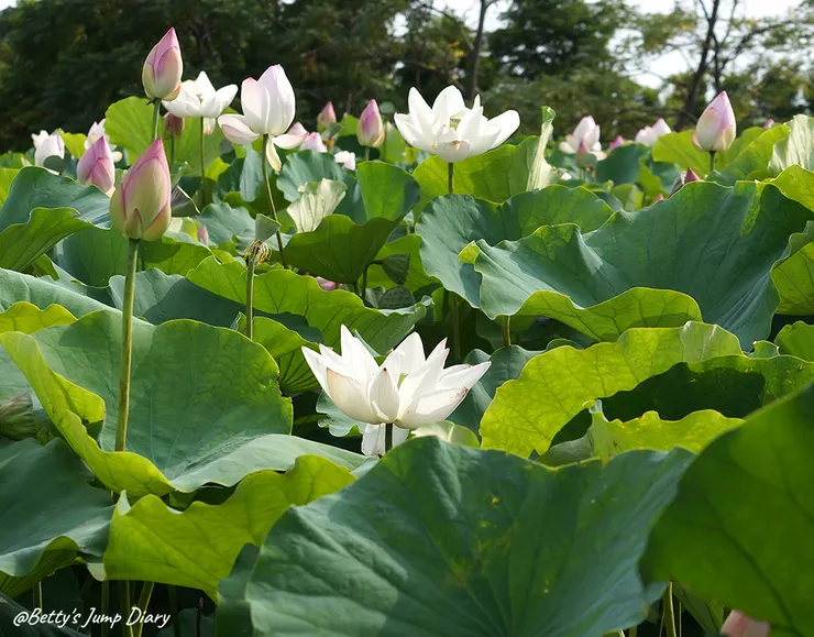 ▲2024桃園蓮花季/圖片來源:Betty's Jump Diary