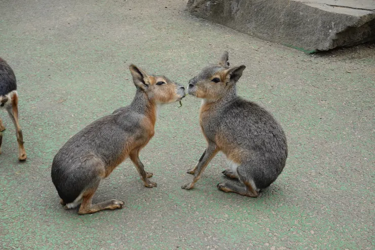 長得又像野兔又像小鹿的巴塔哥尼亞豚鼠。