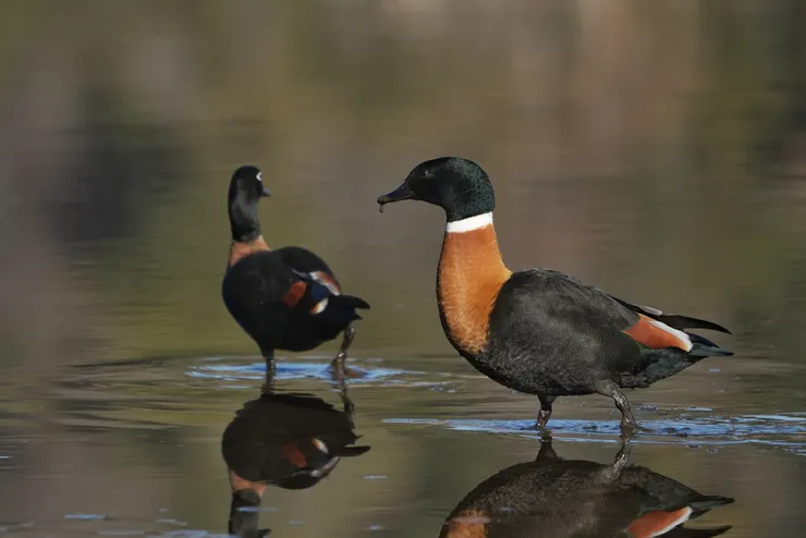Australian Shelduck