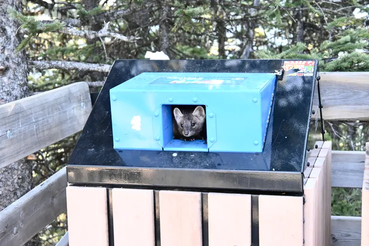 垃圾桶意外成為了好看的相框