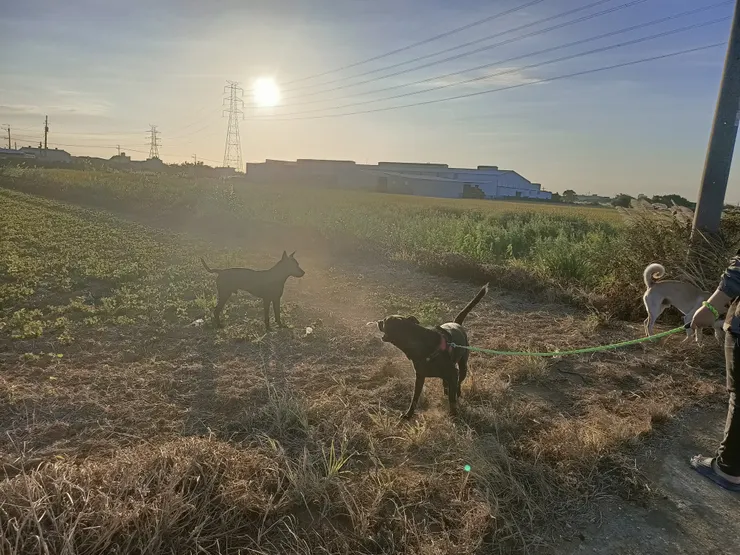 出門散步，遇到黑糖的朋友