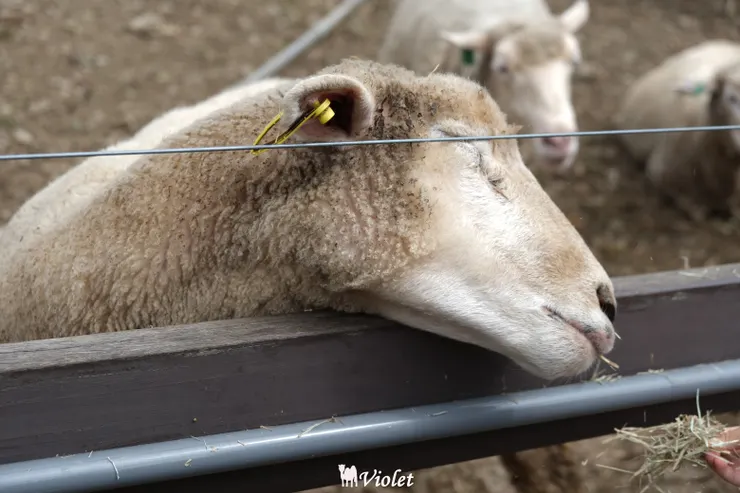 清境農場厭世的綿羊