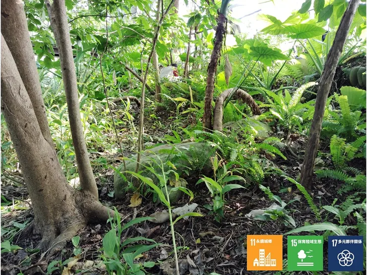 左岸往中游有塊狹長的帶狀區域，且越往中游其環境越是濕蔭，但並沒有浪費這幾塊難得的「林下斑光」空間