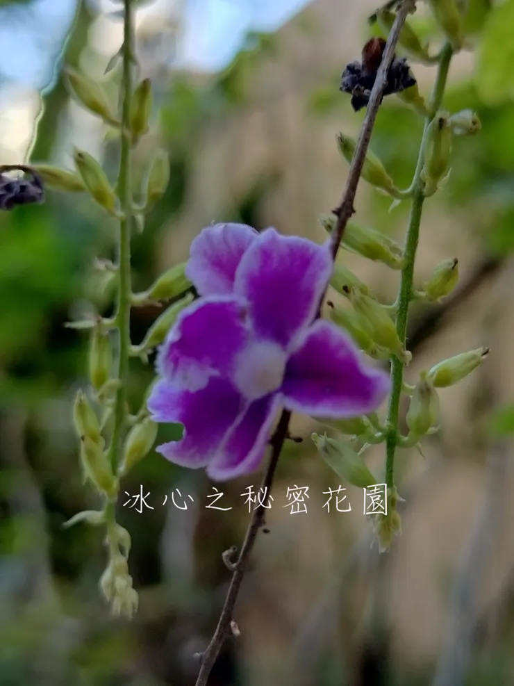 冰心密秘花園自拍