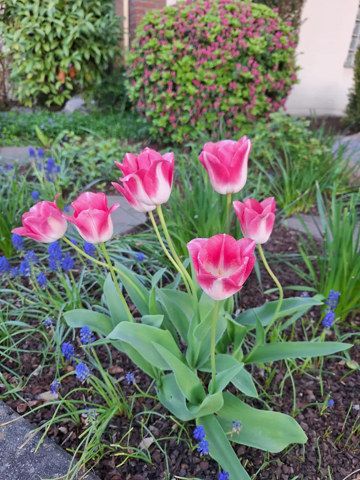 街道旁民家的花園