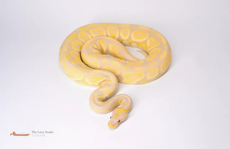 Black Pastel Toffino 黑淡彩太妃白化球蟒