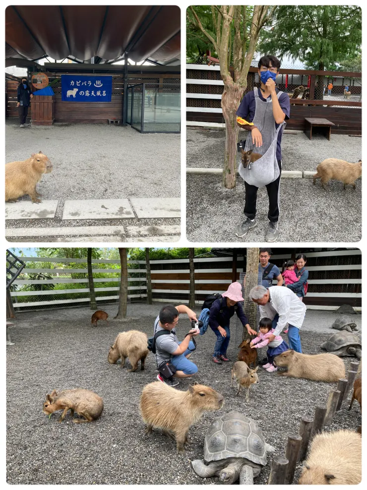 可愛動物們悠閒的趴趴走