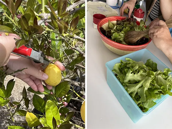 自食其力，自採檸檬做飲料，自己拌沙拉