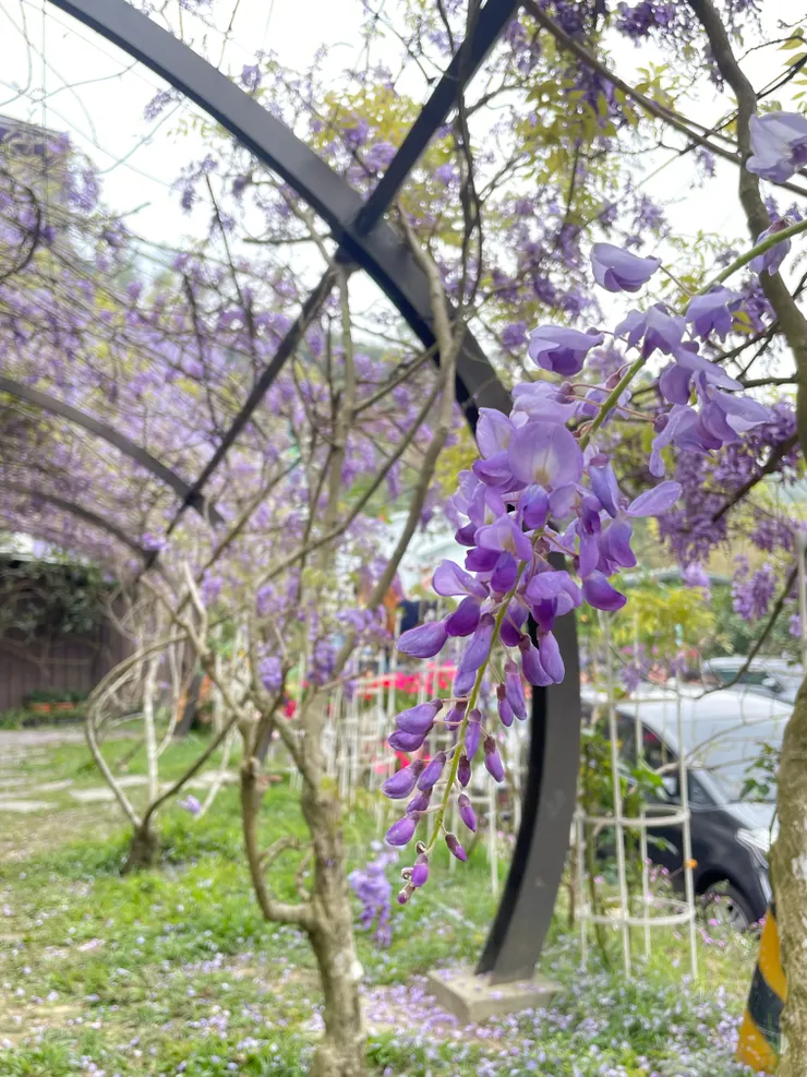 瑞里路邊紫藤花