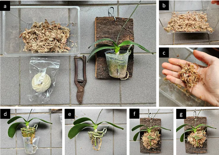 圖七、蝴蝶蘭上板步驟。
