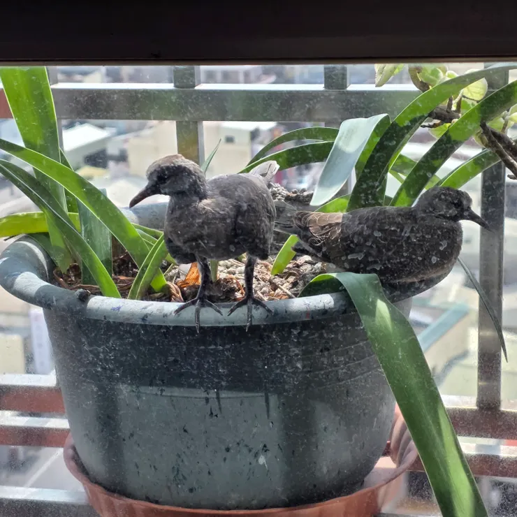 0427 拍攝， 可以自行走來走去。