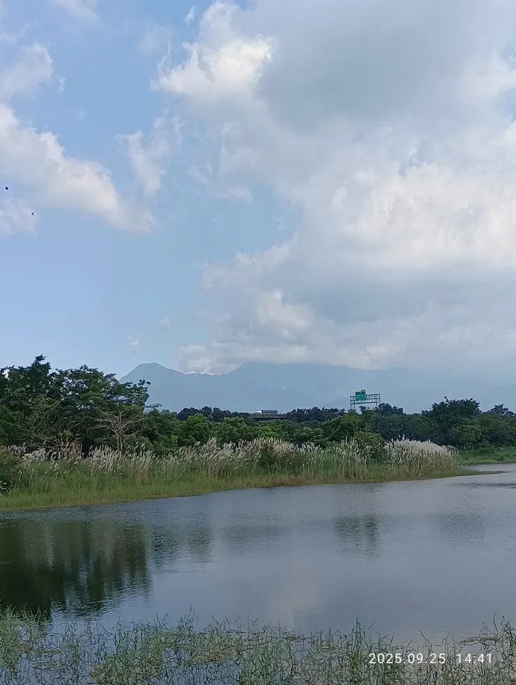 一灣秋水寂無聲，白色景為“甜根子”