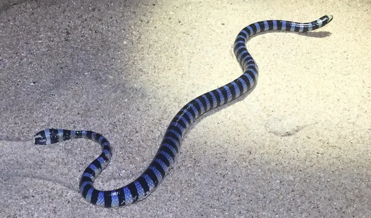 海蛇的尾巴演化成方便游泳的扁平狀。(圖片來源:jeffweinell)